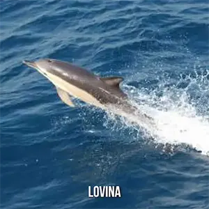 Location Lovina  ()