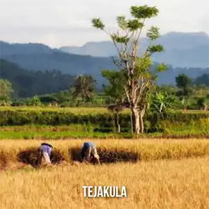 Location Tejakula  ()